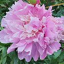 Paeonia lactiflora Umbellata Rosea