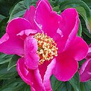 Paeonia lactiflora O-sho-kun