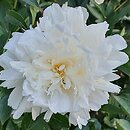 Paeonia lactiflora Pamjati Gagarina
