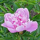 Paeonia lactiflora Petite Renee