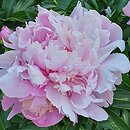 Paeonia lactiflora Philomele