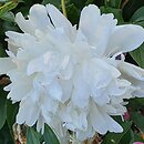 Paeonia lactiflora Shirley Temple