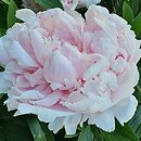 Paeonia lactiflora Sarah Bernhardt