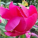Paeonia lactiflora Scarlet Tanager