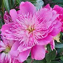 Paeonia lactiflora Sebastian Maas