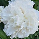 Paeonia lactiflora Shirley