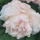 Paeonia lactiflora Virgo Maria
