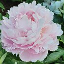 Paeonia lactiflora Pillow Talk