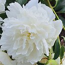Paeonia lactiflora Solfatare
