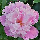 Paeonia lactiflora Sorbet