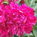 Paeonia lactiflora Tempest