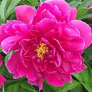 Paeonia lactiflora The Mighty Mo
