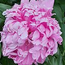 Paeonia lactiflora Thérese