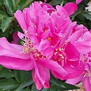 Paeonia lactiflora Torpilleur