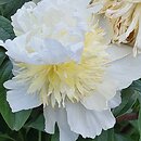 Paeonia lactiflora Top Brass