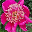 Paeonia lactiflora Ursyn Niemcewicz