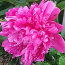 Paeonia lactiflora Victoire de la Marne