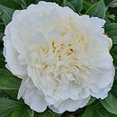 Paeonia lactiflora A. E. Kundred