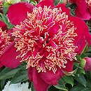 Paeonia lactiflora Akron