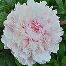 Paeonia lactiflora Albert Crousse