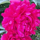 Paeonia lactiflora Alice