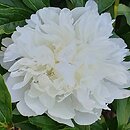 Paeonia lactiflora Ann Cousins