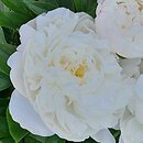 Paeonia lactiflora Amalia Olson