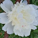 Paeonia lactiflora Antarctida
