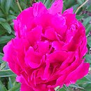 Paeonia lactiflora Armandine Mechin