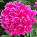 Paeonia lactiflora Baron James de Rothschild