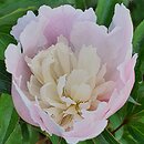 Paeonia lactiflora Bridal Veil