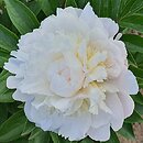 Paeonia lactiflora Baroness Schroder