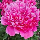 Paeonia lactiflora Better Times