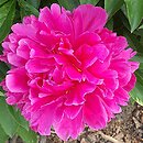 Paeonia lactiflora Birket Foster