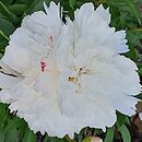 Paeonia lactiflora Canari