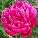 Paeonia lactiflora Comte de Neipperrg