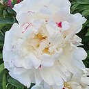 Paeonia lactiflora Coquette