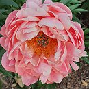 Paeonia lactiflora Pink Hawaiian Coral