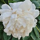 Paeonia lactiflora Corinne Wersan