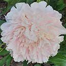 Paeonia lactiflora Cornelia Shaylor