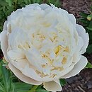 Paeonia lactiflora Diana Parks