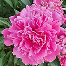 Paeonia lactiflora Dr Cords