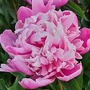 Paeonia lactiflora Duchesse d'Orleans