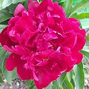 Paeonia lactiflora Edouard Andre
