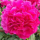 Paeonia lactiflora Edwin C. Bills