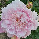 Paeonia lactiflora Elbrus