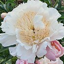 Paeonia lactiflora Ewelina