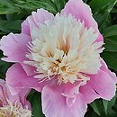 Paeonia lactiflora Eva