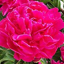 Paeonia lactiflora Fokker