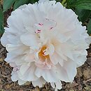 Paeonia lactiflora Gene Wild